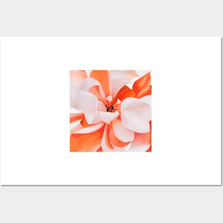 Orange and White Flower Posters and Art